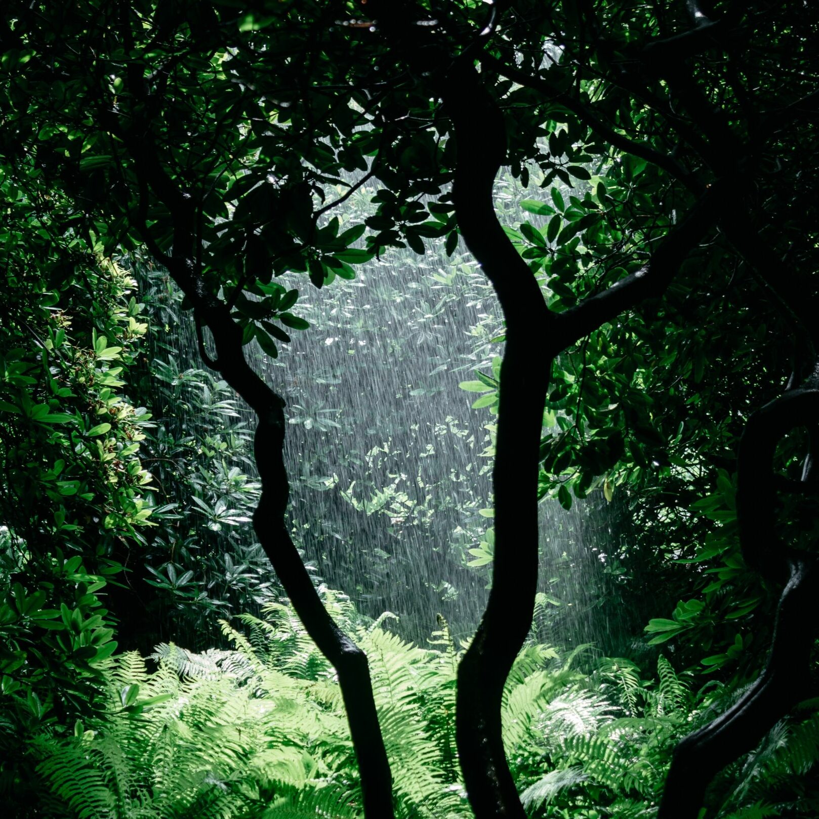 une clairière au milieu d'une forêt dense